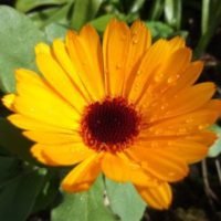 Calendula