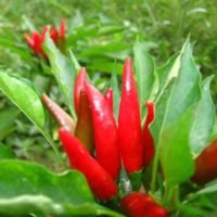 Capsicum_Annum-300x300