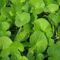 Centella Asiatica