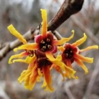 Hamamelis-300x300