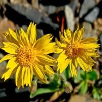 Benefits of Arnica