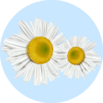 Chamomile